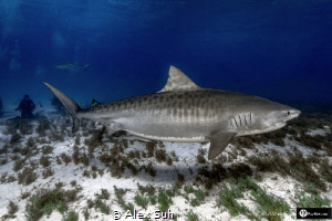 Tiger Shark Full Size by Alex Suh 